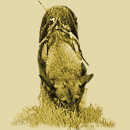 Avatar de Usuario