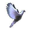 Avatar de Usuario